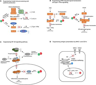 Papillomavirus Immune Evasion Strategies Target the Infected Cell and the Local Immune System